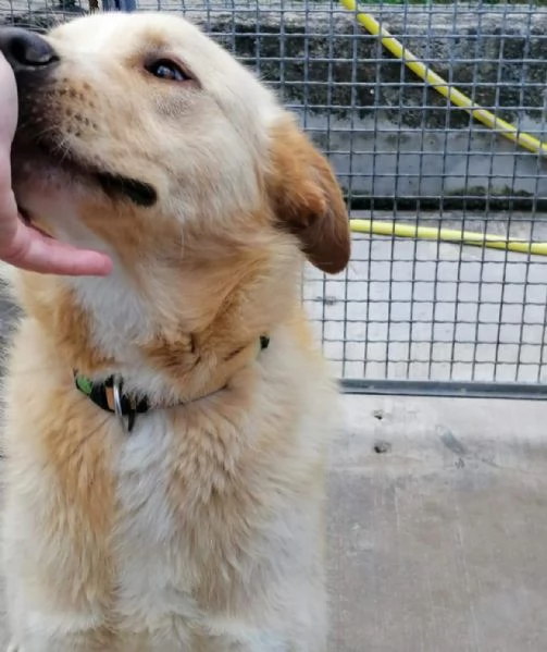 BIAGIO 6 anni - cagnolone super dolce derivato LABRADOR cerca casa | Foto 1