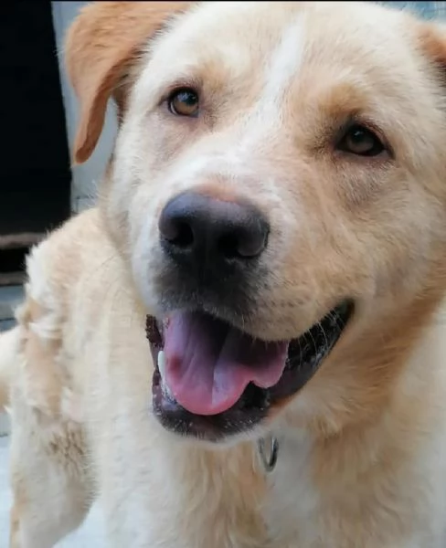 BIAGIO 6 anni - cagnolone super dolce derivato LABRADOR cerca casa | Foto 0