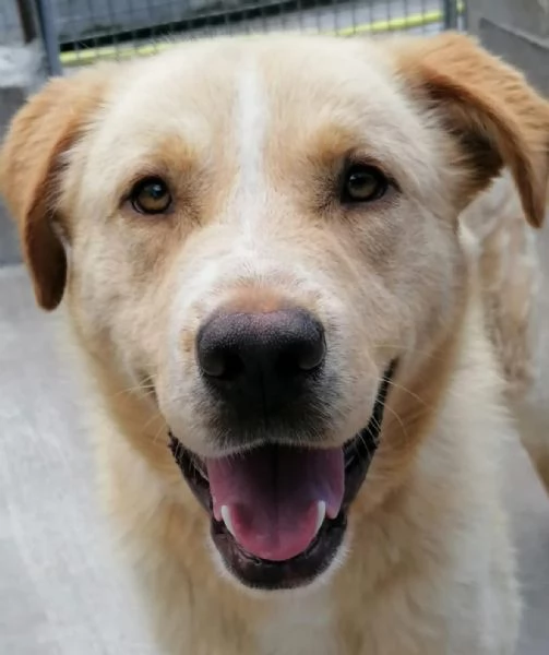 BIAGIO 6 anni - cagnolone super dolce derivato LABRADOR cerca casa