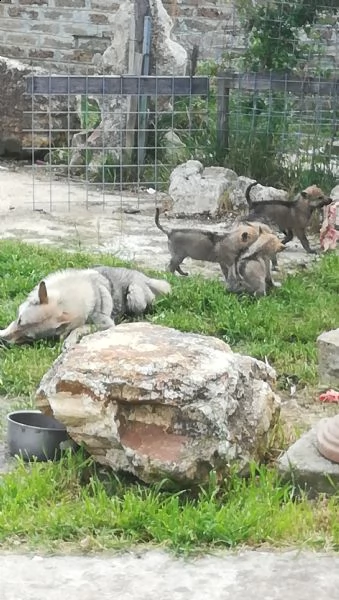 cuccioli di lupo cecoslovacco 