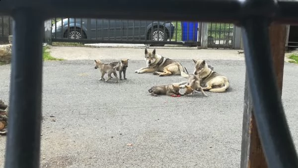 cuccioli di lupo cecoslovacco  | Foto 3