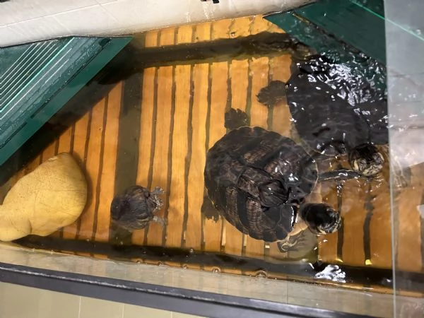 regalo 3 tartarughe d’acqua causa poco spazio  | Foto 0
