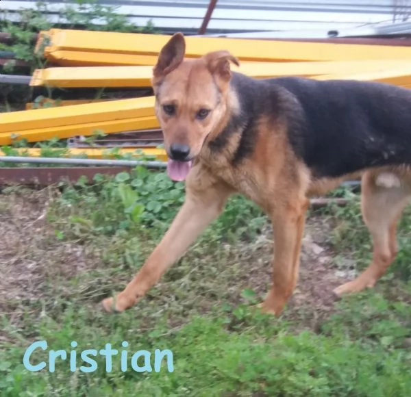 cristian cucciolone, adozione del cuore | Foto 0
