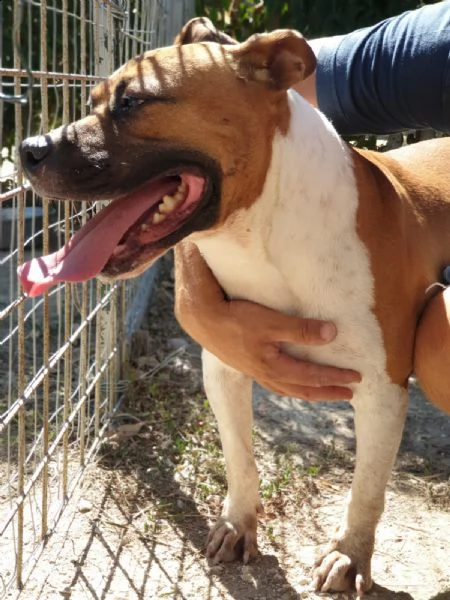 ironman: splendido esemplare mix pittbull