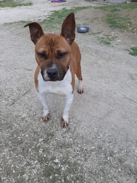 ironman: splendido esemplare mix pittbull | Foto 5