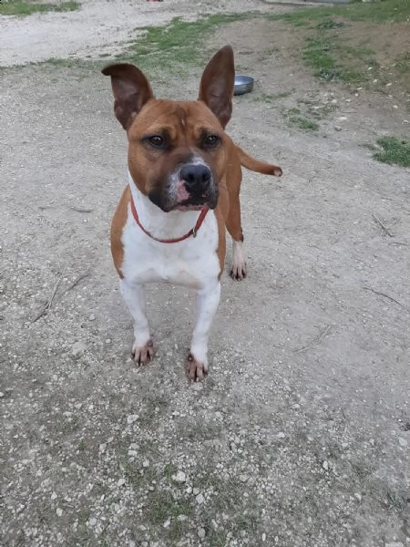 ironman: splendido esemplare mix pittbull | Foto 4