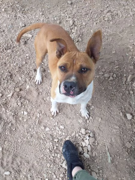 ironman: splendido esemplare mix pittbull | Foto 3