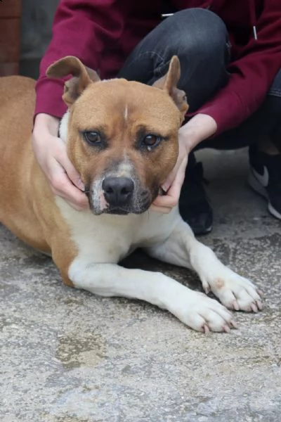 ironman: splendido esemplare mix pittbull | Foto 2