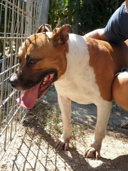 ironman: splendido esemplare mix pittbull | Foto 1