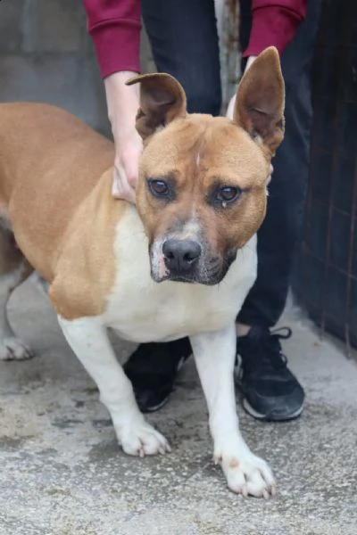 ironman: splendido esemplare mix pittbull | Foto 0