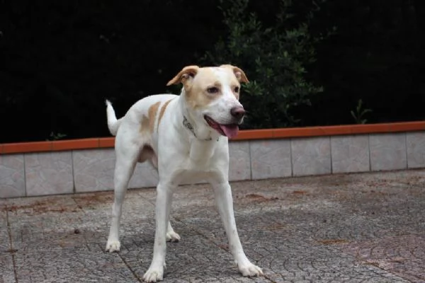 Toby cane coccoloso, adozione responsabile (a Pavia) | Foto 5