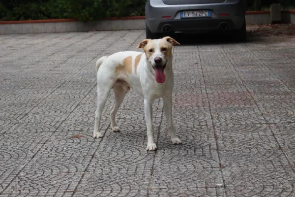 Toby cane coccoloso, adozione responsabile (a Pavia) | Foto 1