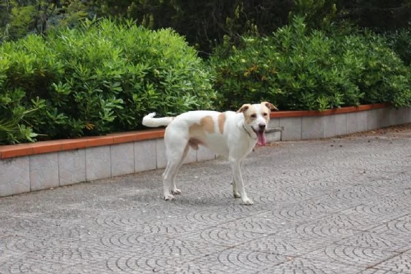 Toby cane coccoloso, adozione responsabile (a Pavia) | Foto 0