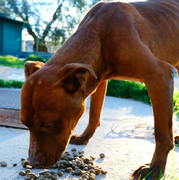 GIULIA, razza Pitbull sfruttata per cucciolate | Foto 6