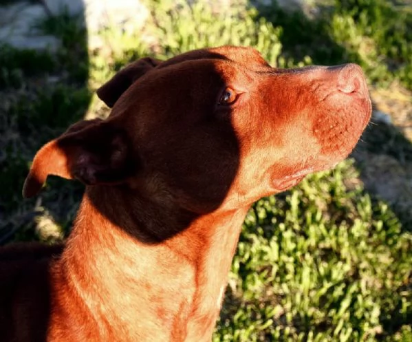GIULIA, razza Pitbull sfruttata per cucciolate | Foto 4
