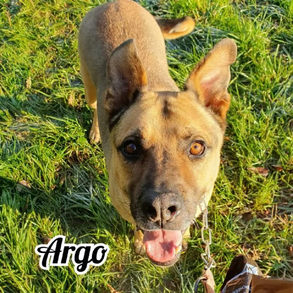 Argo, per amanti della razza pitbull | Foto 4