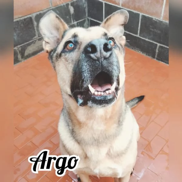 Argo, per amanti della razza pitbull | Foto 1
