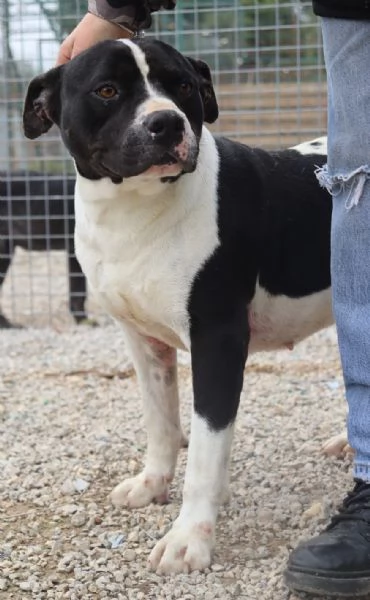 CHICCO - mix Pit/Amstaff bianco e nero, giovane | Foto 6