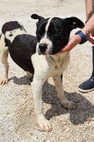 CHICCO - mix Pit/Amstaff bianco e nero, giovane | Foto 5