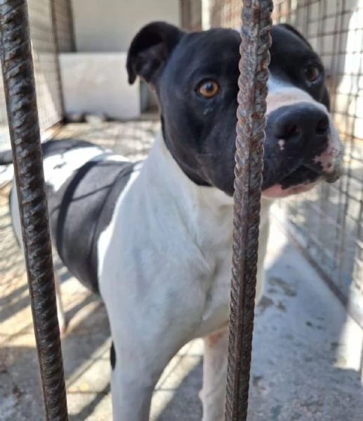 CHICCO - mix Pit/Amstaff bianco e nero, giovane | Foto 4