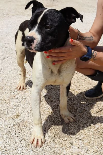 CHICCO - mix Pit/Amstaff bianco e nero, giovane | Foto 3