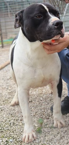 CHICCO - mix Pit/Amstaff bianco e nero, giovane | Foto 2