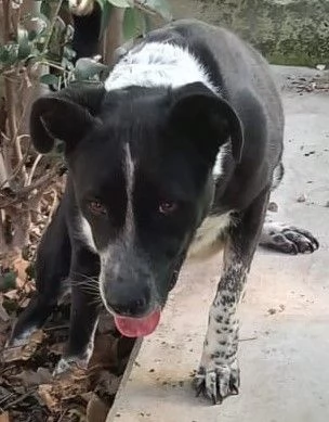 Fenice, abbandonata in attesa di un'adozione