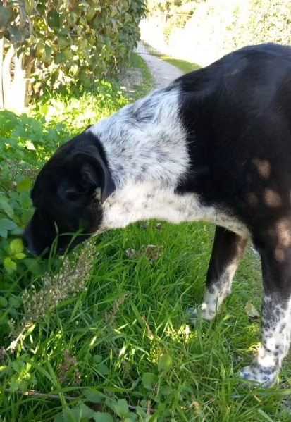 Fenice, abbandonata in attesa di un'adozione | Foto 6