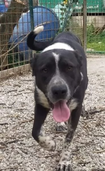 Fenice, abbandonata in attesa di un'adozione | Foto 5