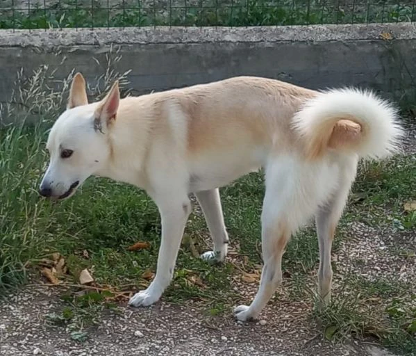 Gastone sterilizzato sui 20 kg di peso taglia media | Foto 7