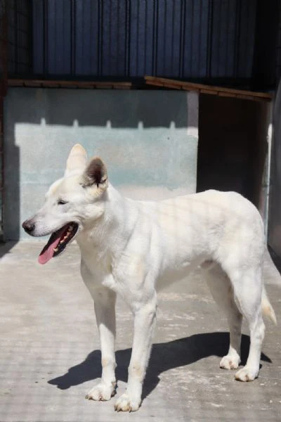 Gastone sterilizzato sui 20 kg di peso taglia media | Foto 6