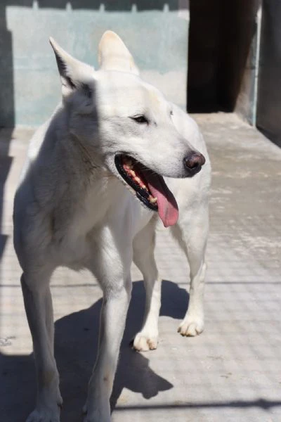 Gastone sterilizzato sui 20 kg di peso taglia media | Foto 3