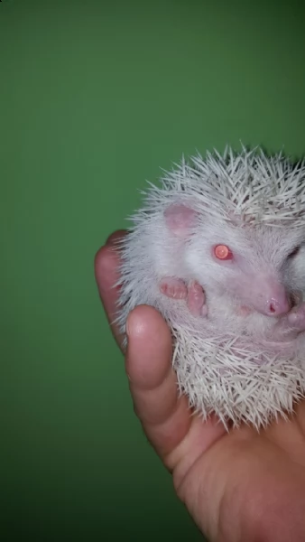 Cuccioli Di Riccio Africano