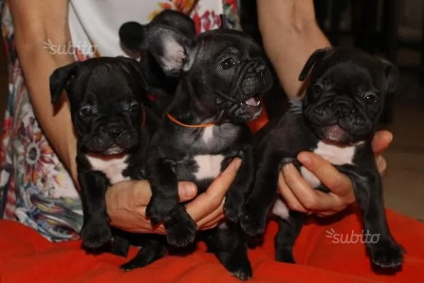 cuccioli di bouledogue francese