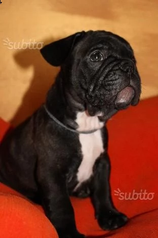cuccioli di bouledogue francese | Foto 2