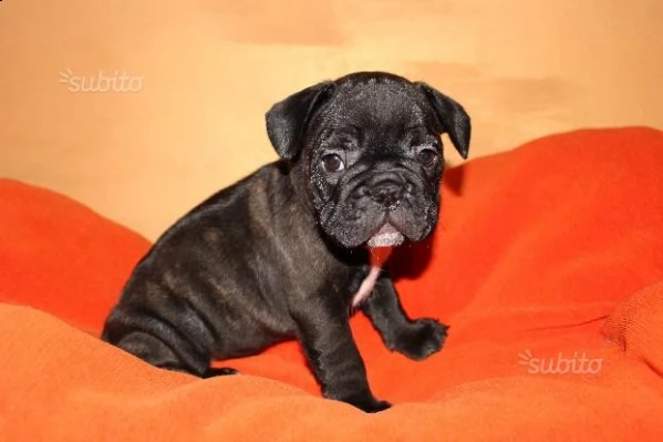 cuccioli di bouledogue francese | Foto 1