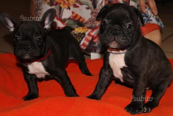 cuccioli di bouledogue francese | Foto 0
