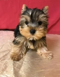yorkshire terrier mini toy | Foto 0