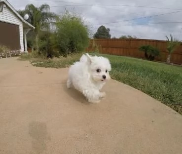 maltese toy cuccioli bianchi | Foto 0