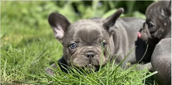 disponibili bulldog francese enci fci | Foto 0