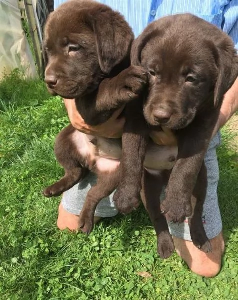 labrador retriever chocolate/marroni con pedigree | Foto 2