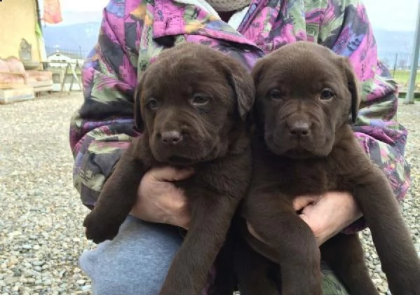 labrador retriever chocolate/marroni con pedigree | Foto 1