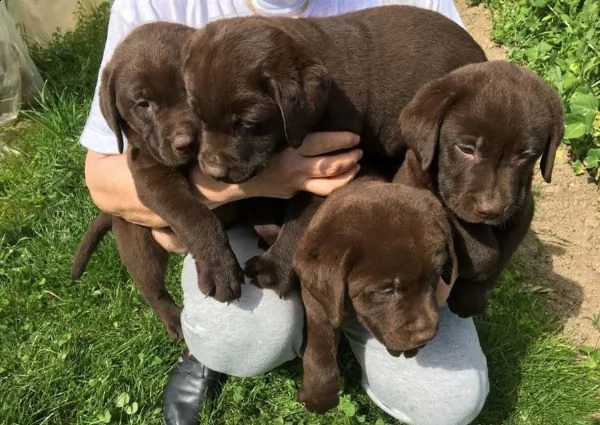 labrador retriever chocolate/marroni con pedigree