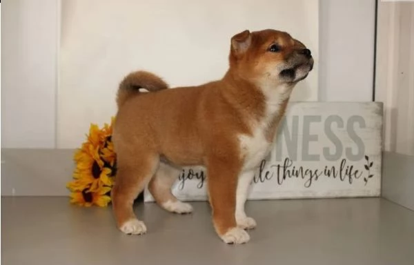 cuccioli italiani shiba inu disponibile