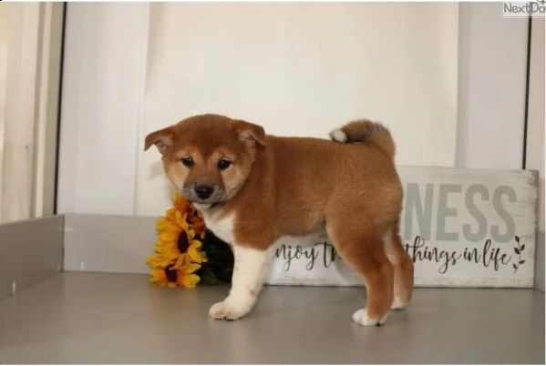 cuccioli italiani shiba inu disponibile | Foto 2