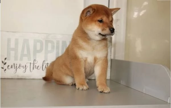 cuccioli italiani shiba inu disponibile | Foto 1