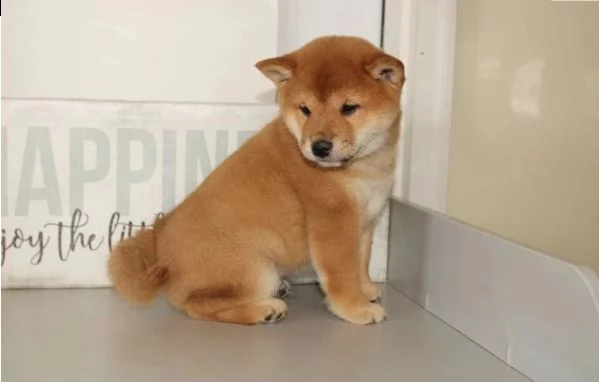 cuccioli italiani shiba inu disponibile | Foto 0