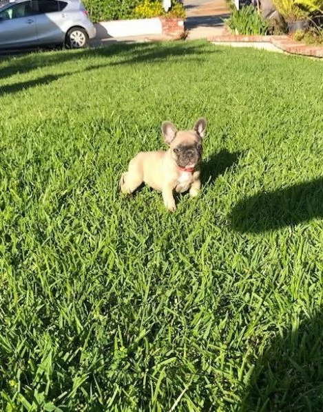 bouledogue francese cuccioli con pedigree enci | Foto 2