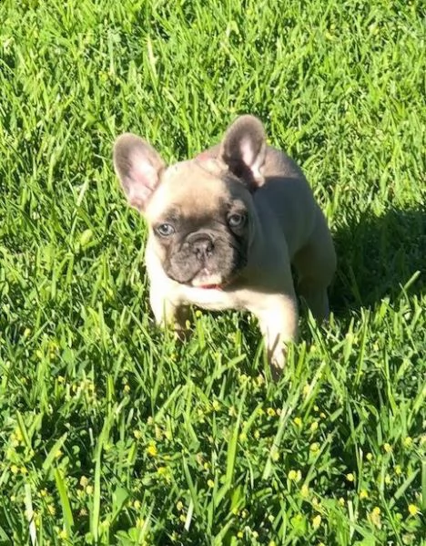 bouledogue francese cuccioli con pedigree enci | Foto 1