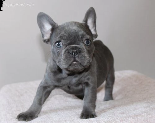 bouledogue francese cuccioli con pedigree enci